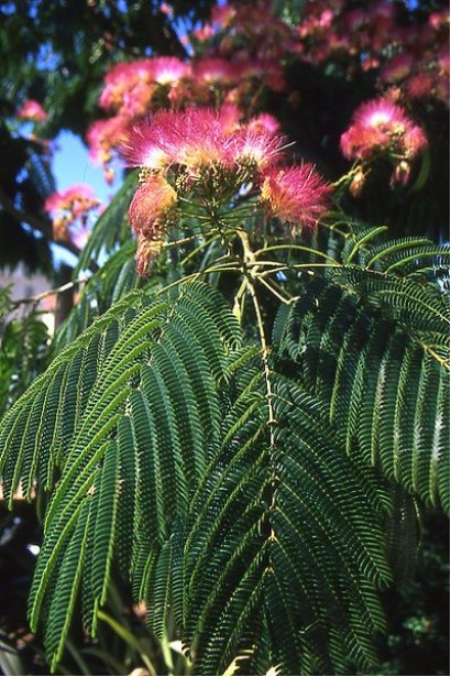 шовкова квітка